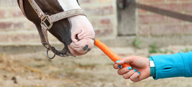 Ein Mensch belohnt sein Pferd mit einer Möhre