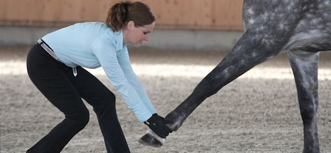 Der Trainer demonstriert die Gymnastizierung am Pferd mittels Dehnung des Vorderbeins