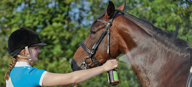 Mädchen sprüht Pferd am Hals mit Fliegenspray ein.