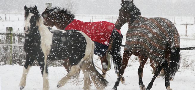 Pferdeherde bei Schneetreiben auf der Koppel