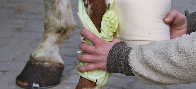 Das Pferd erhält einen Beinwickel mit Kohl zur Behandlung einer Sehnenentzündung