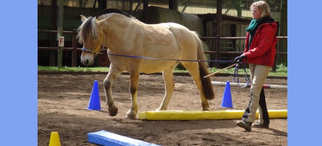 Ein Pferd wird mittels Longe durch einen Bodenparcours geführt